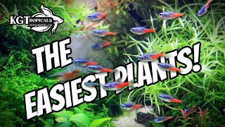 Dont Buy Aquarium Plants Without Watching This FIRST The Easiest Plants In The Hobby [upl. by Mario]