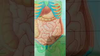 Organs occupying the anterior part of the abdominal cavity and the diaphragm🥰 Anatomy [upl. by Downe]