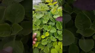 Ajwain Plant With Adenium Cutting Update 🌾🪴🌾 [upl. by Ezra]