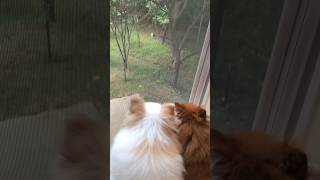 Little Pomeranian dog makes a funny barking sounds outdoor [upl. by Delcina]