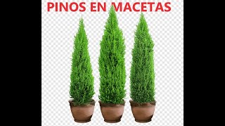 PINOS en macetas consejos del Jardinero [upl. by Ainoet76]