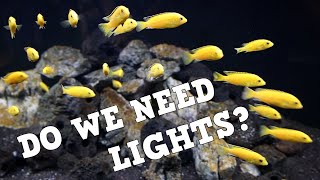 The TRUTH About Aquarium Lighting And The Lies [upl. by Hellman]