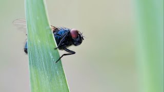 A Dead Bird and Blow Flies [upl. by Hum]