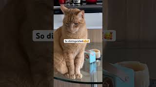 Distinguished Gentleman cat cats catlove catvideos gatos catshorts catmom [upl. by Eissirk304]