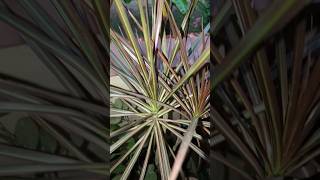 How to grow red dracaena marginata plant easy grow plant outdoor plants for home gardenshorts [upl. by Westbrook40]