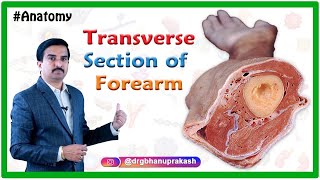 Muscles of forearm  Cadaveric Anatomy  Dr G Bhanu Prakash [upl. by Halueb]