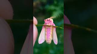 Rosy Maple Moths [upl. by Lussi]