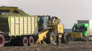 Maishäckseln 2014 mit Claas Jaguar 960 u Ropa NawaroBunkerÜberlademaus [upl. by Debor]