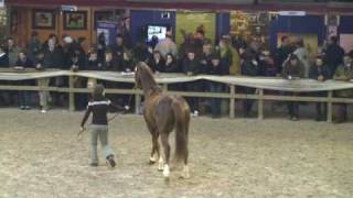 ♂ Cabdula du Tillard jumping stallion SF by Abdullah Trak [upl. by Garmaise]