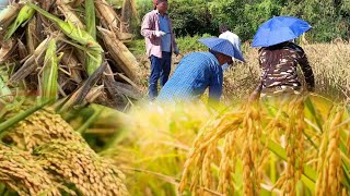 Finally harvesting day with family in a plain paddy fieldhectic day [upl. by Collins]