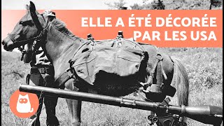 Cette JUMENT CORÉENNE était une HÉROÏNE DE GUERRE 🐎🏅 Sergent Reckless [upl. by Sydelle]