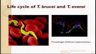 Zhao Rong Lun Cancer in Parasitic Protozoan Trypanosoma brucei and Toxoplasma gondii [upl. by Dalt]