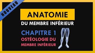 Anatomie Du Membre Inférieur  Ostéologie du membre inférieur [upl. by Schaeffer]