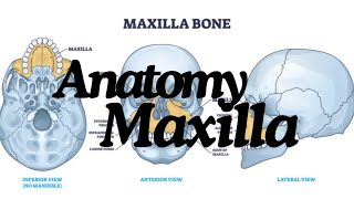 Maxilla Anatomy The Complete Guide [upl. by Budge]