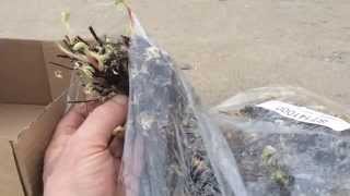 Why Buy Strawberry Plants From A Nursery VS A Big Box Store [upl. by Franni961]