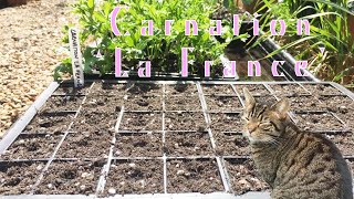 Gardening Sowing Carnation ‘La France’ seeds in Spring  How to grow in UK [upl. by Thielen115]