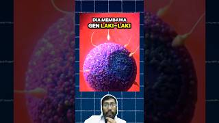 Proses penentuan jenis kelamin janin di dalam kandungan kehamilan fertilisasi youtubehealth [upl. by Maxwell]