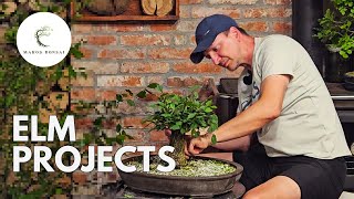 Elm Yamadori Bonsai GroundLayering Guide [upl. by Ambros]