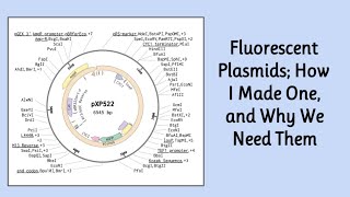 Editing A Plasmid  Synthetic Biology [upl. by Lesser]