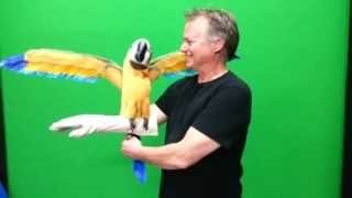 Blue amp Gold REAL MACAW Parrot Puppet from Axtell [upl. by Elohcin]