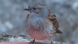 Vögel und ihre Stimmen  Heckenbraunelle [upl. by Norita]