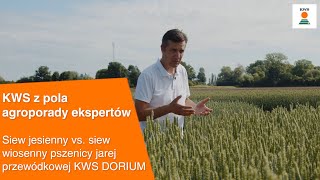 Siew jesienny vs siew wiosenny pszenicy przewódkowej KWS DORIUM  KWS z pola AGROPORADY EKSPERTÓW [upl. by Godfree685]