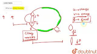 What are ciliary muscles   CLASS 10  LENSES  PHYSICS  Doubtnut [upl. by Hammond469]