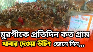 লেয়ার মুরগি কে প্রতিদিন কত গ্রাম খাবার দিবেন। লেয়ার মুরগির খামার।। BD Poultry Farm [upl. by Athiste821]