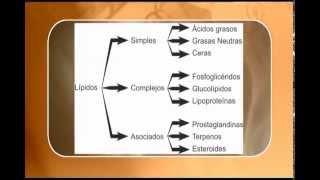 Lípidos y Lipoproteínas Apolipoproteínas Tipos y Funciones [upl. by Akcimat102]