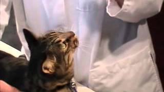 How to Put Medication in your Cats Ears [upl. by Harmonie]