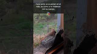 🐦‍⬛ HORNEROS CONSTRUYEN su NIDO en nuestra ventana 🥰🥰  Parte 2 shorts [upl. by Irolav996]