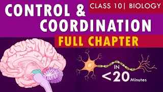 controlandcoordination full chapter  cbse Class 10th Biology  NCERT class 10 science chapter 7 [upl. by Elletnahc]