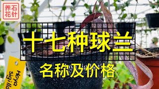 专业花店的17种球兰  名称和价格（加元）供球兰迷参考  头一次看见这么多品种，无语了 [upl. by Delamare]