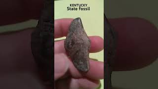 Brachiopod 550 million years old Found in Hancock County Ky fossil peedeeadventures [upl. by Winny]