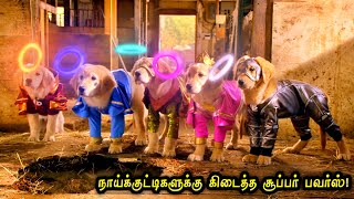 குட்டி நாய்களுக்கு கிடைத்த சூப்பர் மேன் சக்தி Hollywood Tamizhan [upl. by Ihcelek]