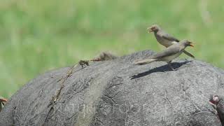 Redbilled oxpeckers Buphagus erythrorhynchus on back of scarred hippo [upl. by Eenar]