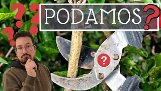 ¿Cómo PODAR ¿Es NECESARIA la poda🌳✂️ [upl. by Laekcim206]