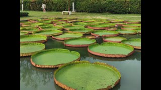 Giant Water Lily Pond [upl. by Sylvie]