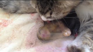 【衝撃映像】赤ちゃん猫が羊膜を突き破る瞬間‼ baby cat breaking amnion [upl. by Dennet]