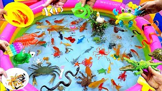 Colorful Cute Animals Carp Shark Goldfish Turtle Baba Duck GuppiesBettaCrocodileCrabSnake [upl. by Nodla931]