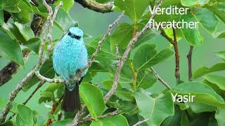 Verditer flycatcher Bird Challenge 6 [upl. by Otir]