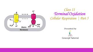 Terminal OxidationOxidative PhosphorylationElectron Transport Chain  Biology Class 11NEET [upl. by Rehotsirk]