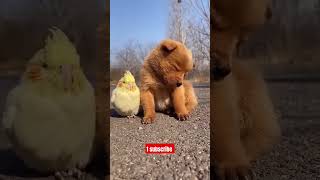 Cute pappy 😍 trending cute animals puppy dog love [upl. by Enela]