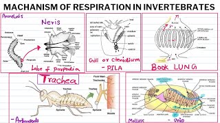 Mechanism of Respiration in invertebrate Msc zoologyGills Book Lungs and Trachea in Invertebrates [upl. by Inej]