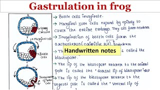 Gastrulation in frog  Handwritten notes [upl. by Zaid]