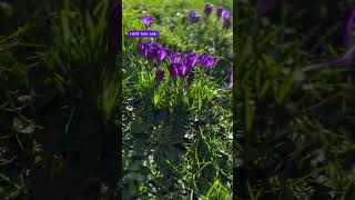 Crocuses we planted in grass🪻🪻nature mscbotany flowers worldofplants viralshorts tulipfever [upl. by Scrogan244]