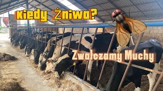 Zwalczamy Muchy Ścielenie Byków Kiedy Żniwa🌾🔥NIEMENÓWKA102 [upl. by Retsub]