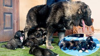 Very Huge Top Quality Caucasian Shepherd puppies available [upl. by Sida540]