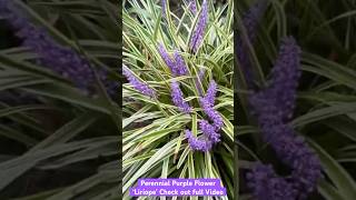 Perennial Purple Flower Liriope  Fall Container Gardening  Maryland Zone 7b fallgardening [upl. by Lehet]