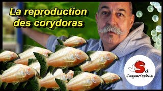 La reproduction des corydoras  Nouveau portrait daquariophile  ✔ [upl. by Dorkas]